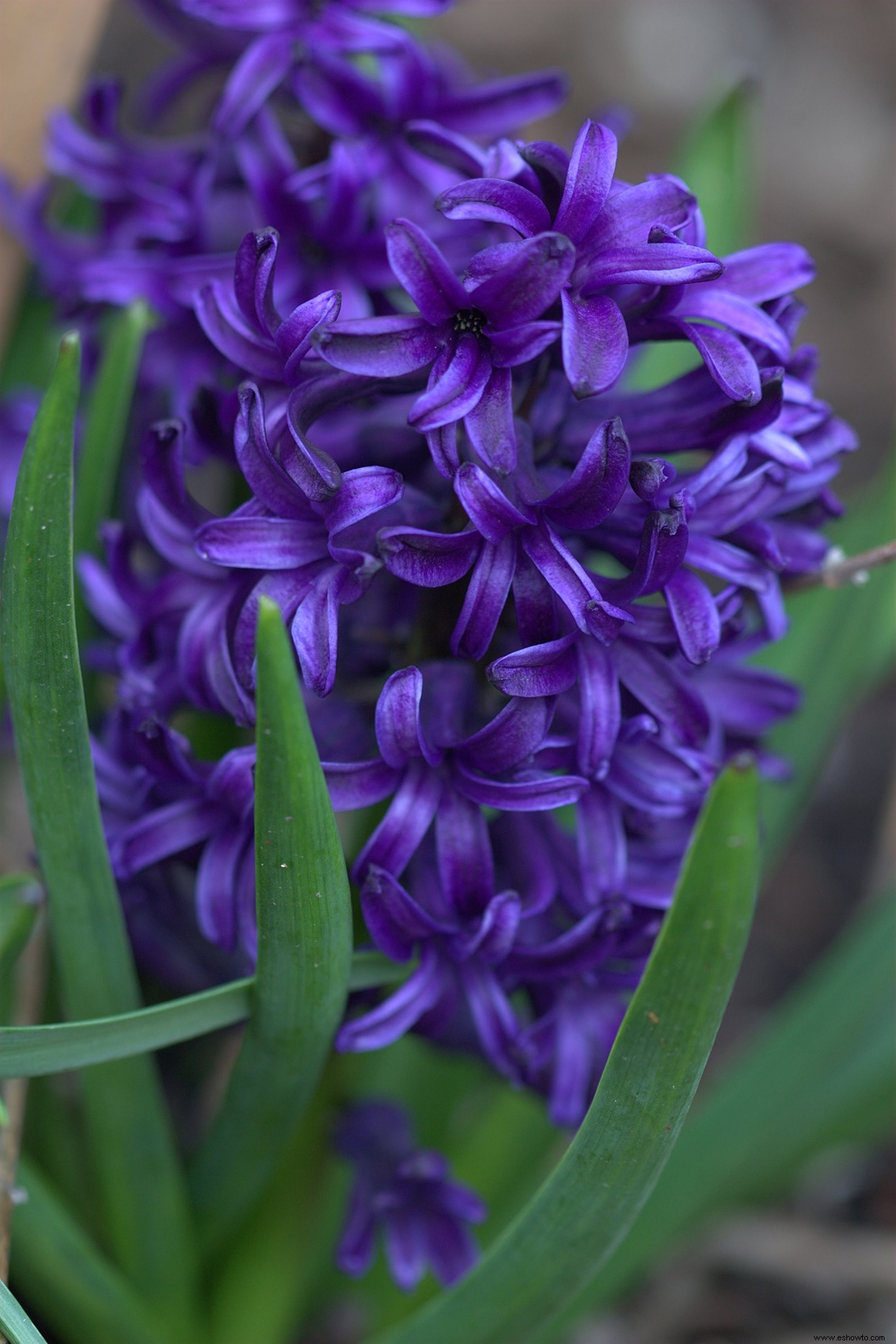 Los mejores bulbos para plantar en otoño para ayudar a los polinizadores a llegar a la primavera 