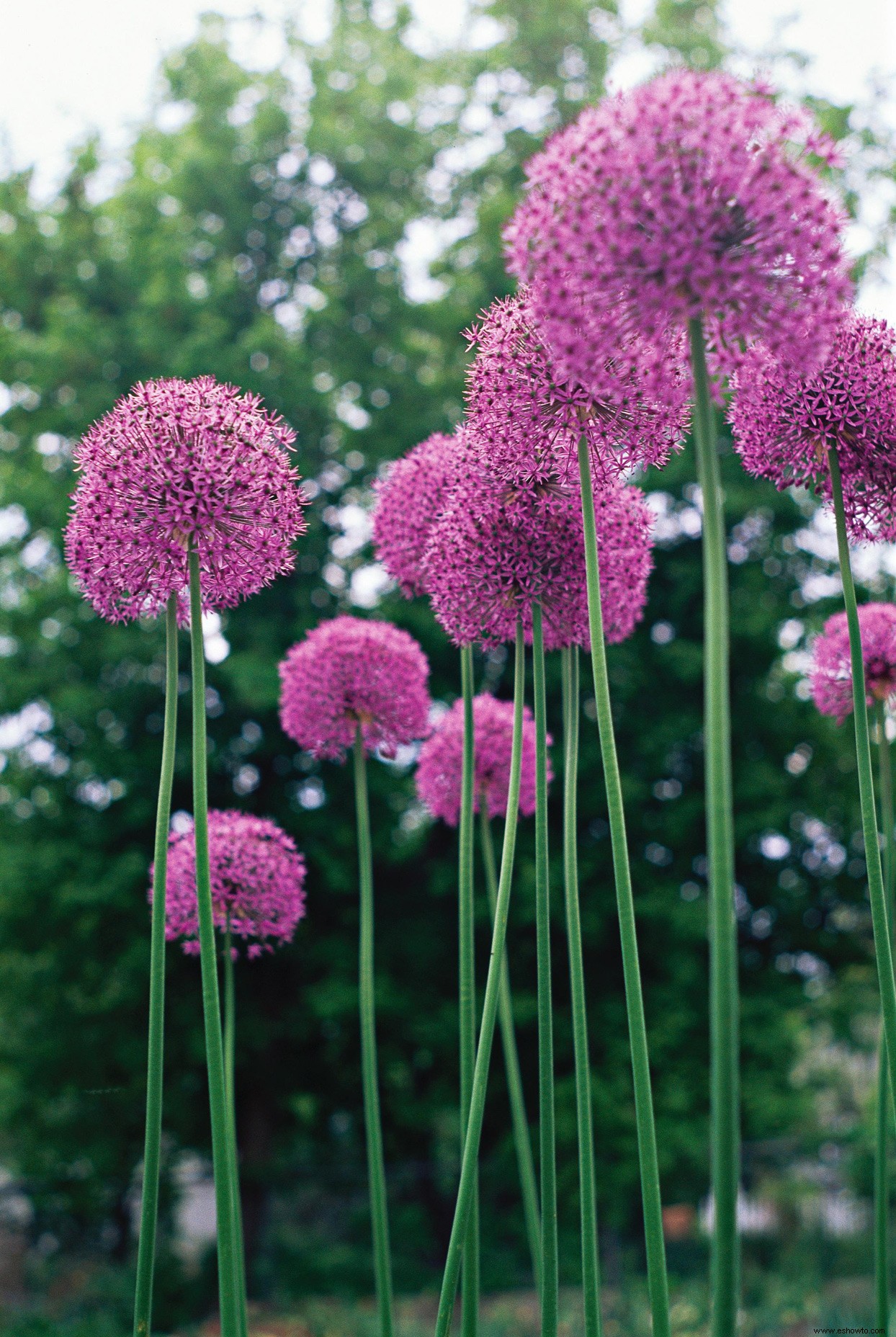 Los mejores bulbos para plantar en otoño para ayudar a los polinizadores a llegar a la primavera 