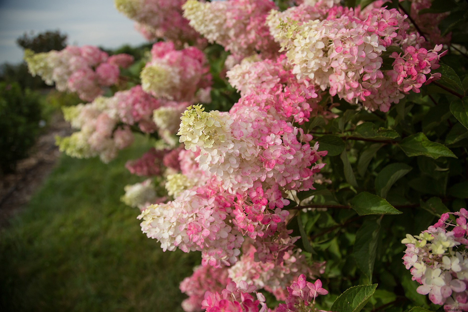 Las hortensias Berry White están a punto de convertirse en su nueva flor favorita 