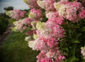 Hortensias  Berry White : la nueva variedad que eclipsará a  Vanilla Strawberry  en tu jardín