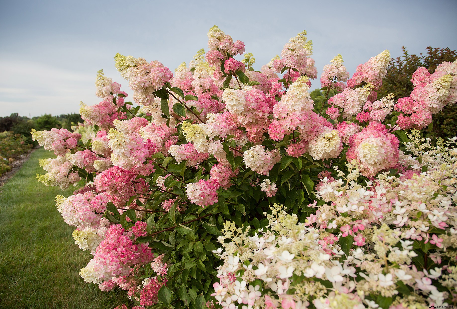 Las hortensias Berry White están a punto de convertirse en su nueva flor favorita 