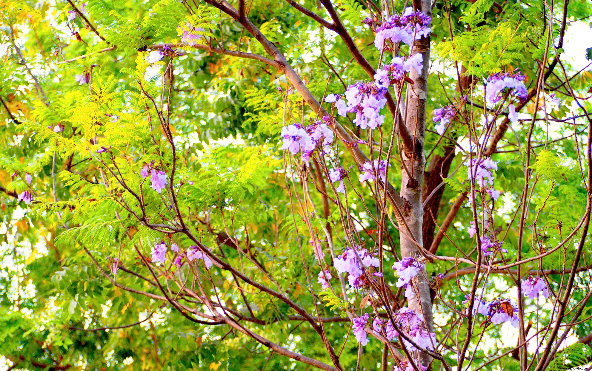 Por qué nunca deberías plantar un árbol de la emperatriz china en tu jardín 