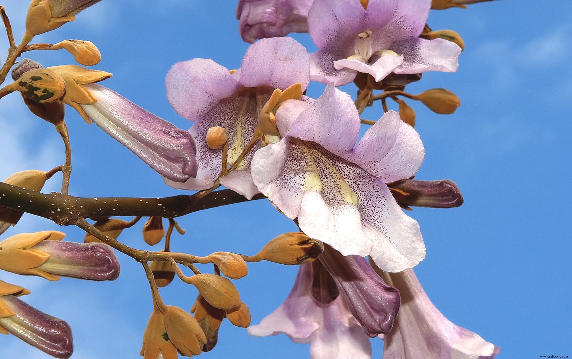 Por qué nunca deberías plantar un árbol de la emperatriz china en tu jardín 