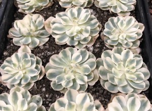 Echeveria  Compton Carousel : La suculenta abigarrada más espectacular y cómo cuidarla