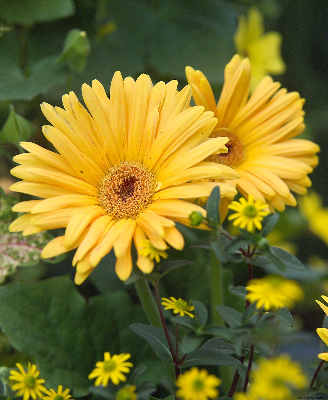 Cómo cultivar hermosas gerberas en interiores y exteriores 