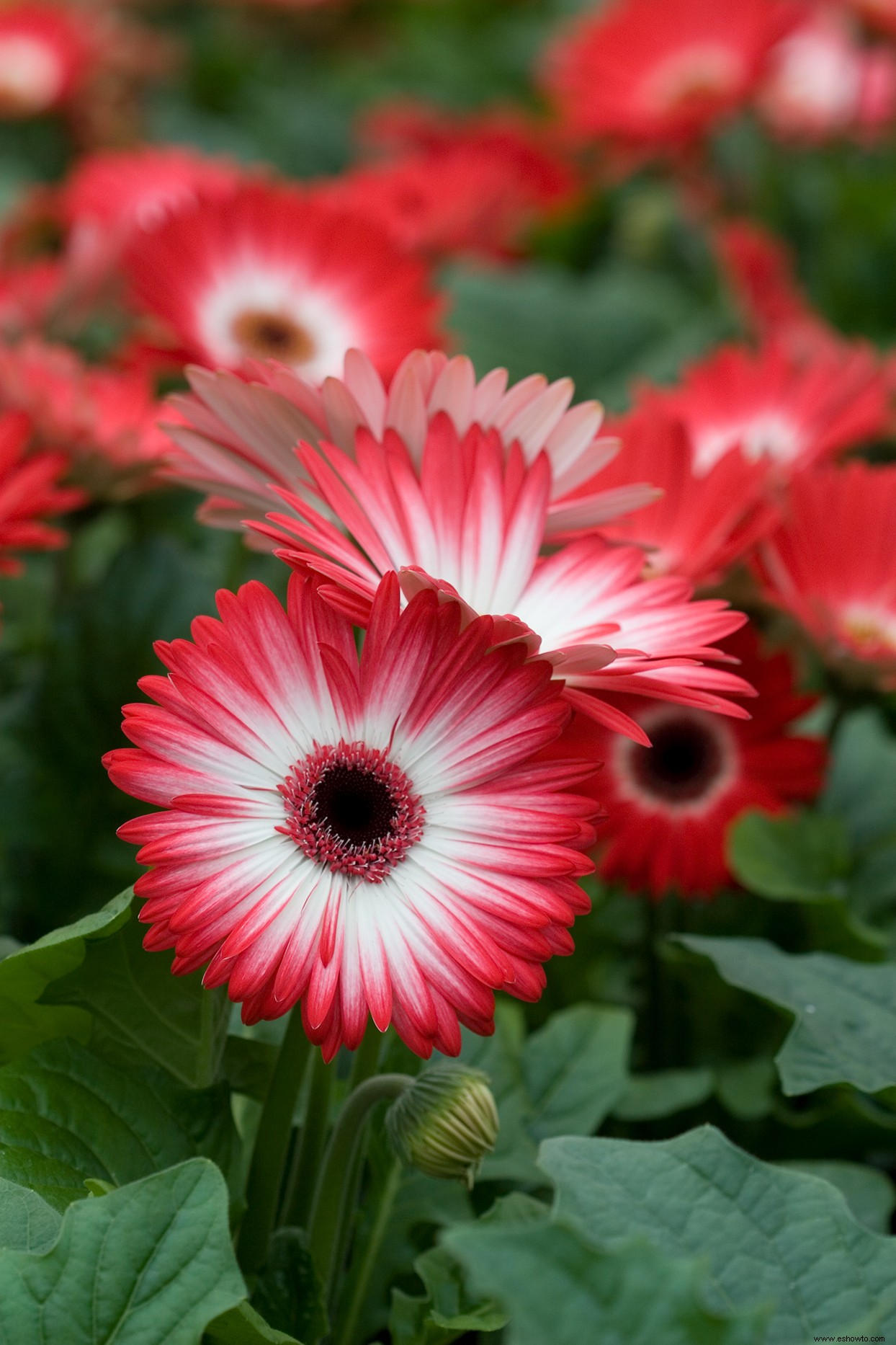 Cómo cultivar hermosas gerberas en interiores y exteriores 