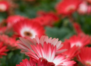 Guía experta para cultivar gerberas vibrantes en interiores y exteriores