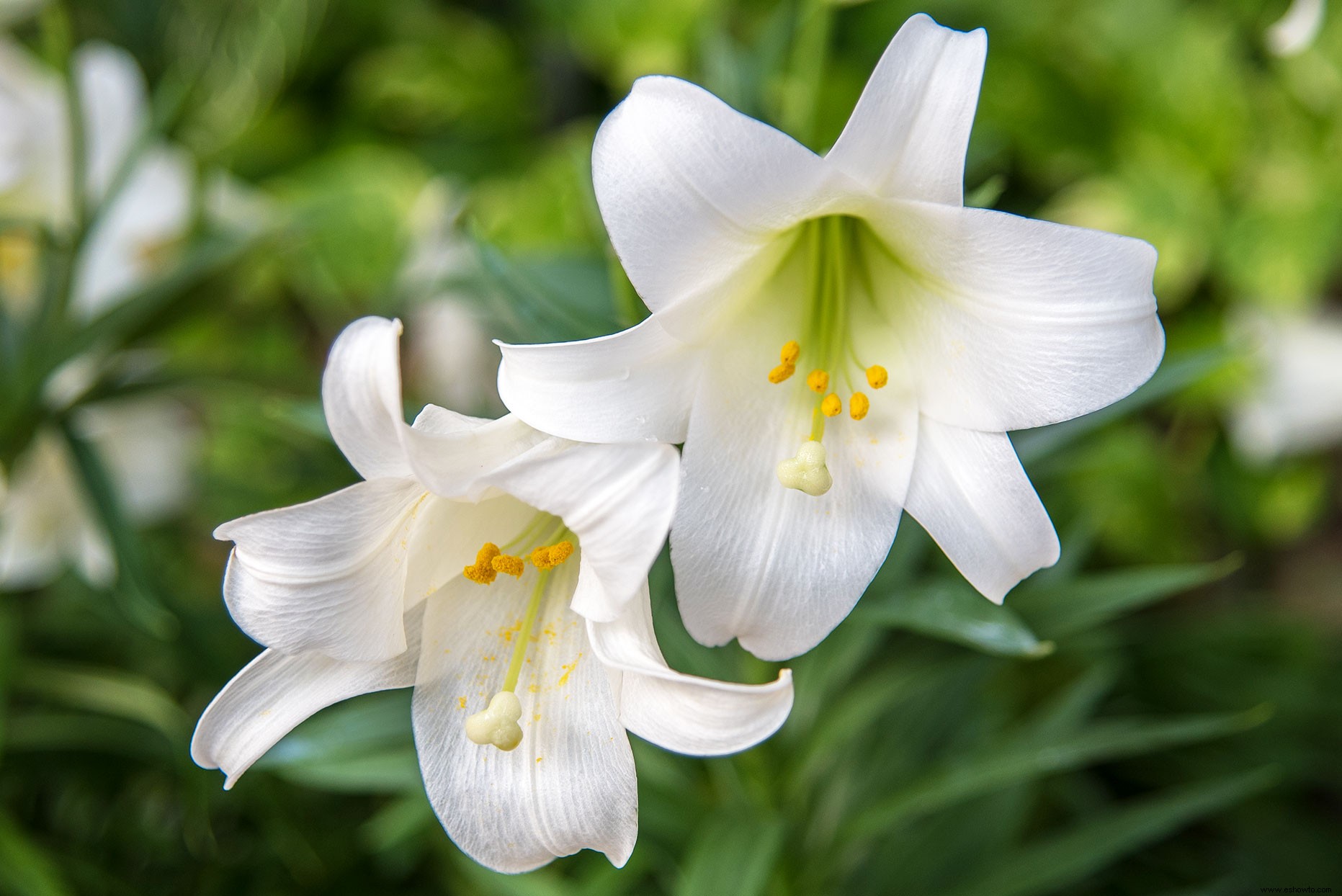 Cómo cultivar y cuidar los lirios de Pascua para disfrutar de sus hermosas flores 