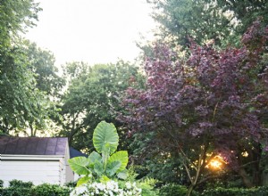 Guía experta para cultivar, podar y diseñar con boj: consejos de profesionales