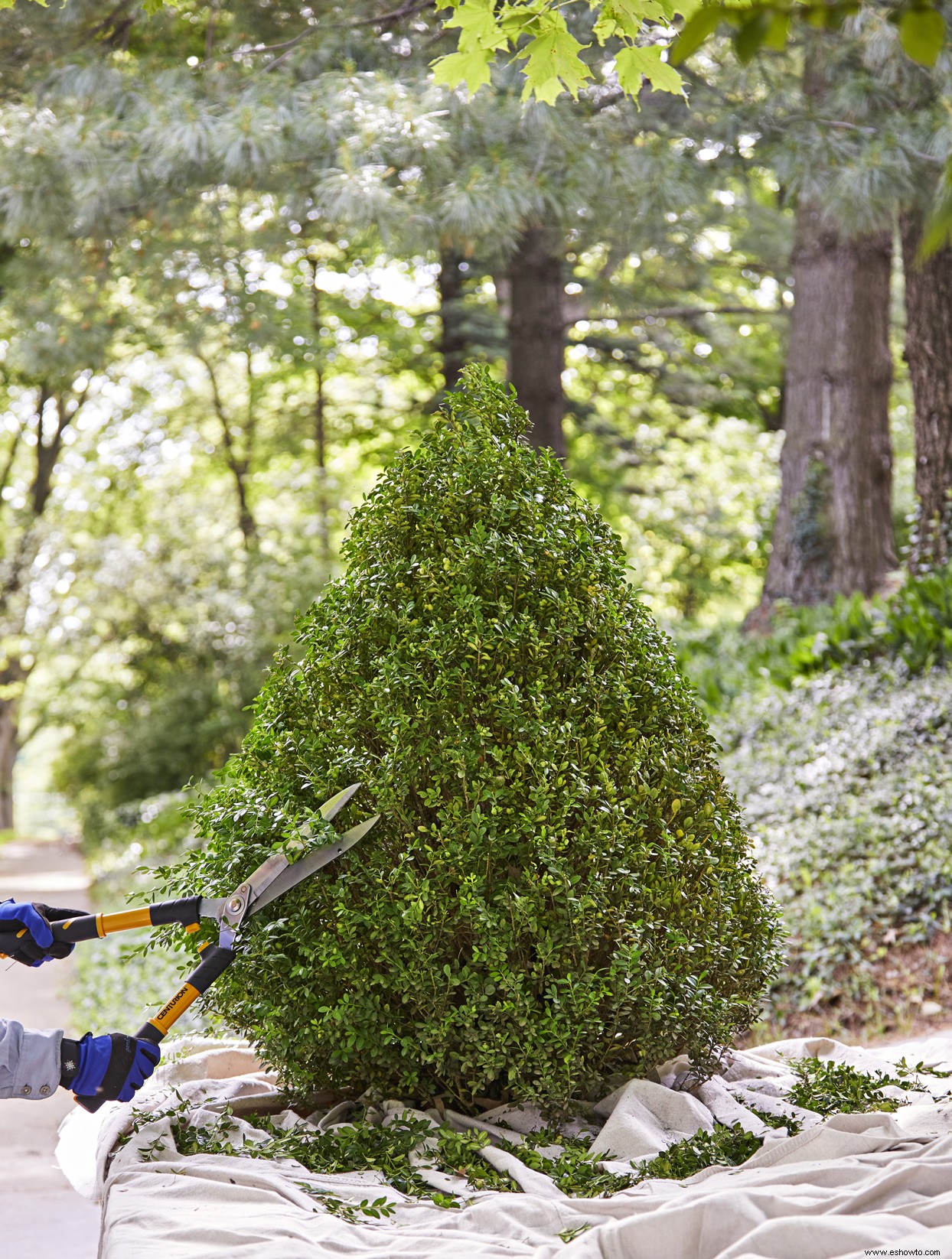 Consejos de expertos para cultivar y diseñar con hermoso boj 