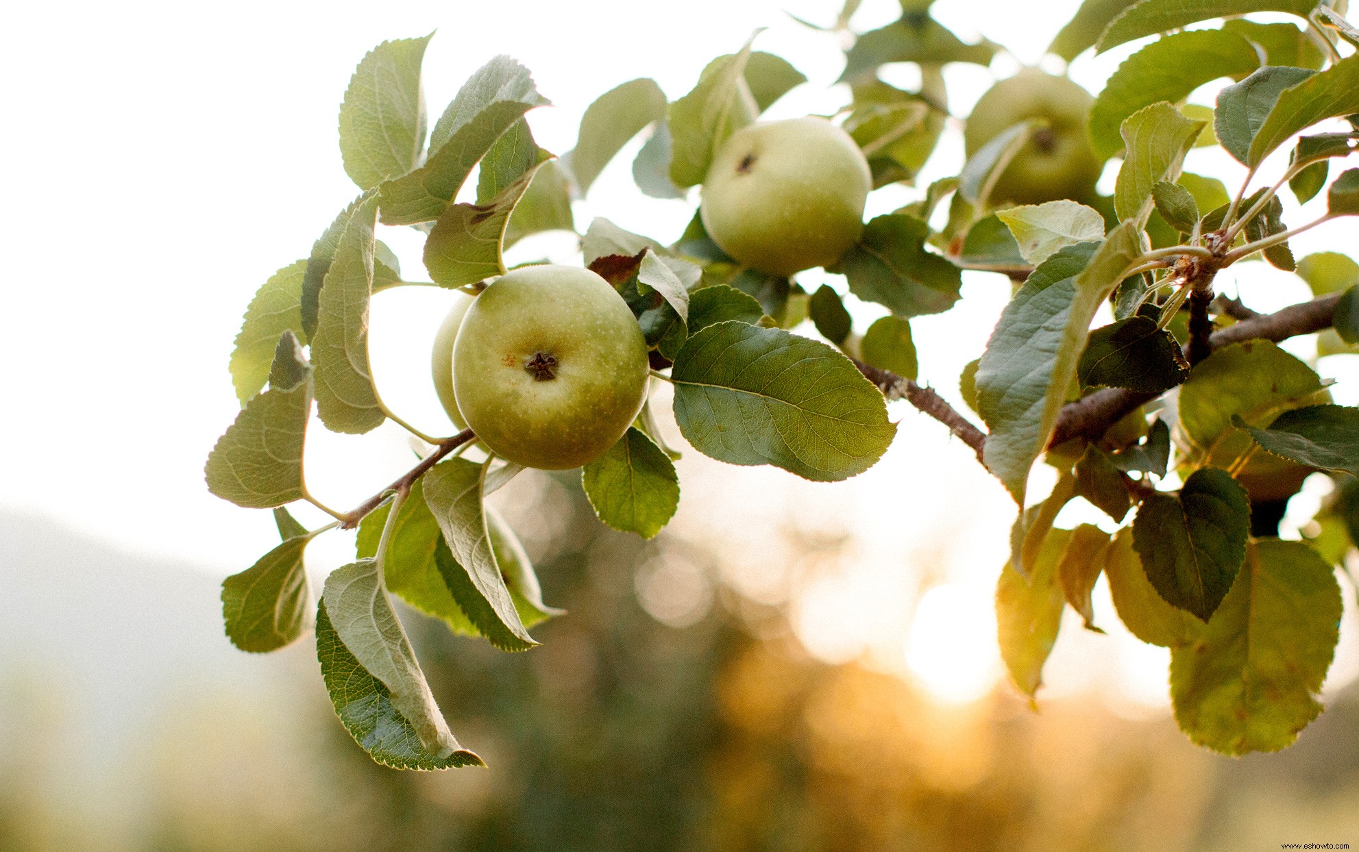 Sí, los árboles Johnny Appleseed existen, y ahora puedes cultivar uno propio 