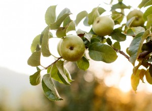 Cultiva tu propio árbol de Johnny Appleseed: La auténtica variedad Algeo, clon de la leyenda histórica