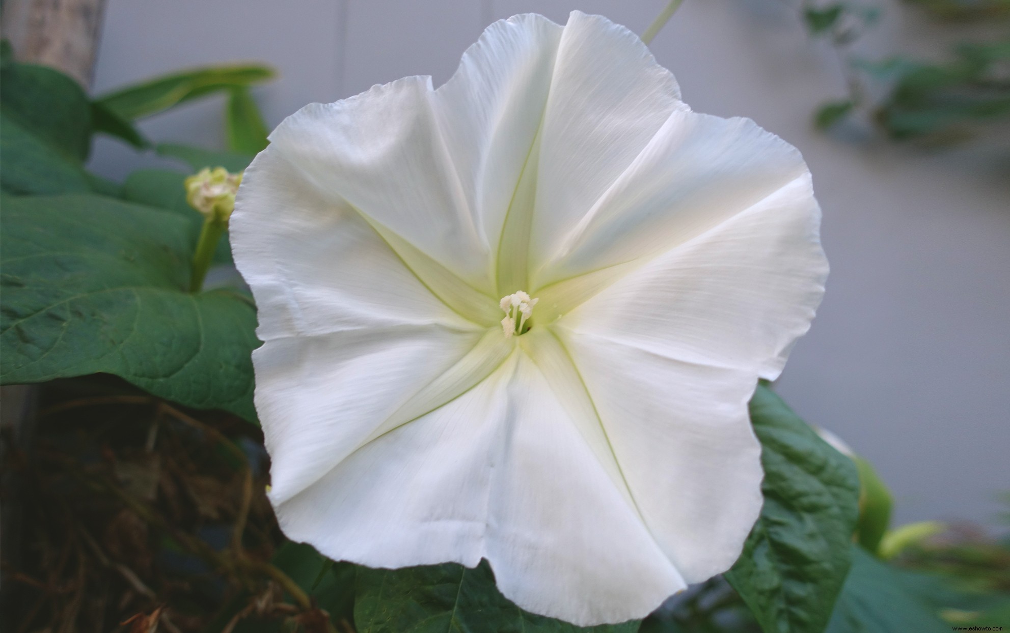 Moonflower Vine es la planta de floración nocturna más mágica que puedes cultivar 