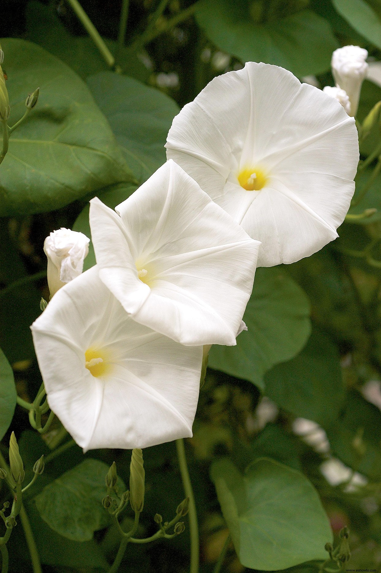 Moonflower Vine es la planta de floración nocturna más mágica que puedes cultivar 