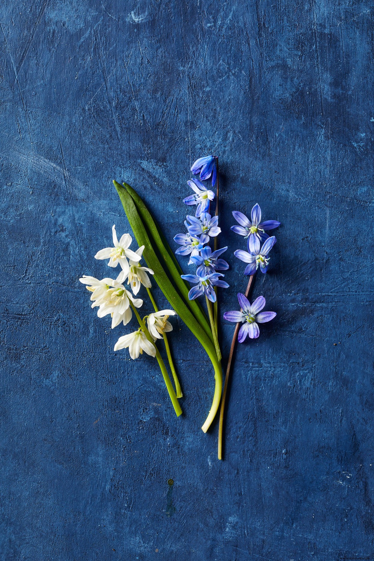 9 bulbos de flores en miniatura que agregan un toque de color de bienvenida a principios de la primavera 