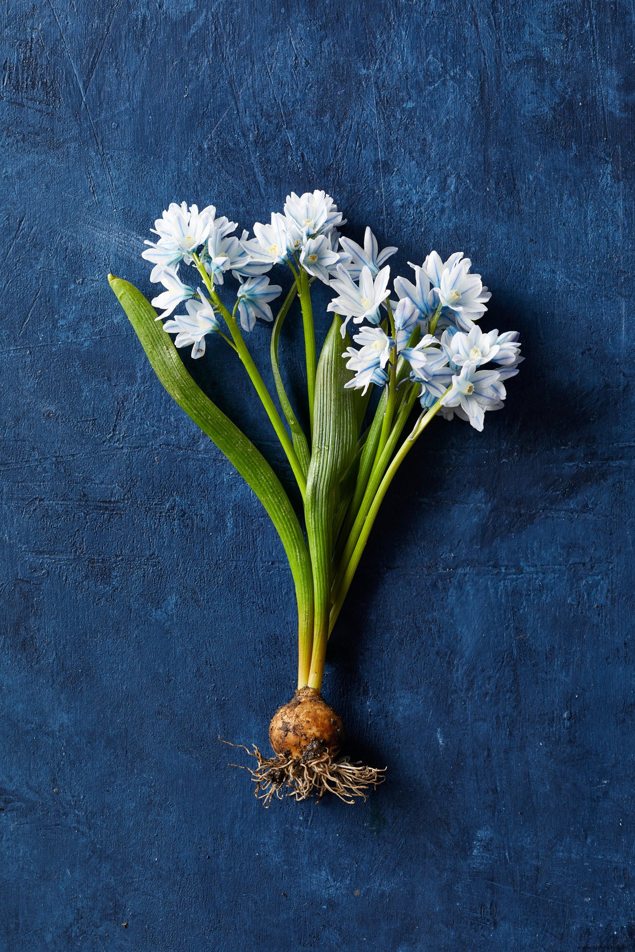 9 bulbos de flores en miniatura que agregan un toque de color de bienvenida a principios de la primavera 