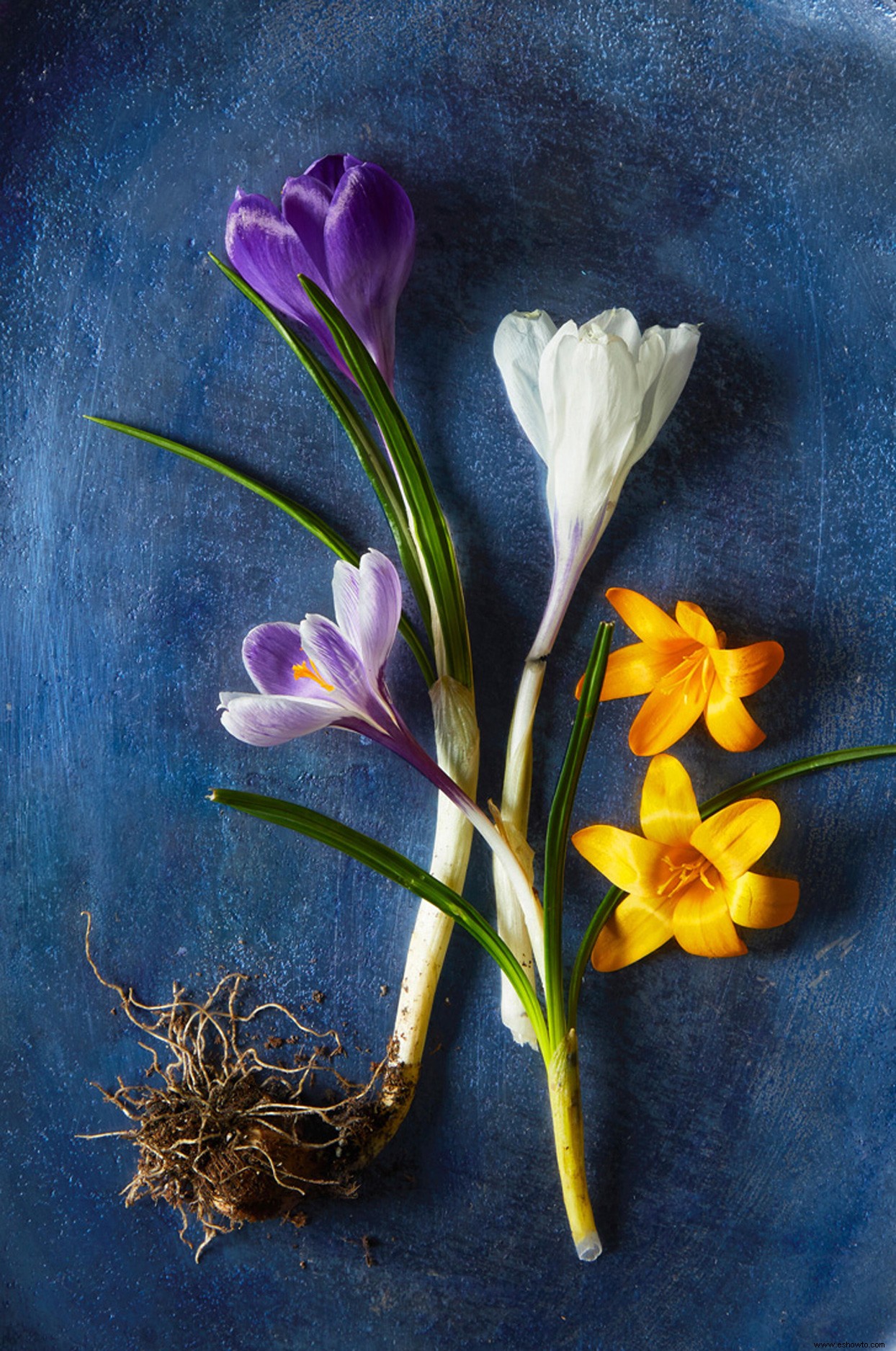 9 bulbos de flores en miniatura que agregan un toque de color de bienvenida a principios de la primavera 