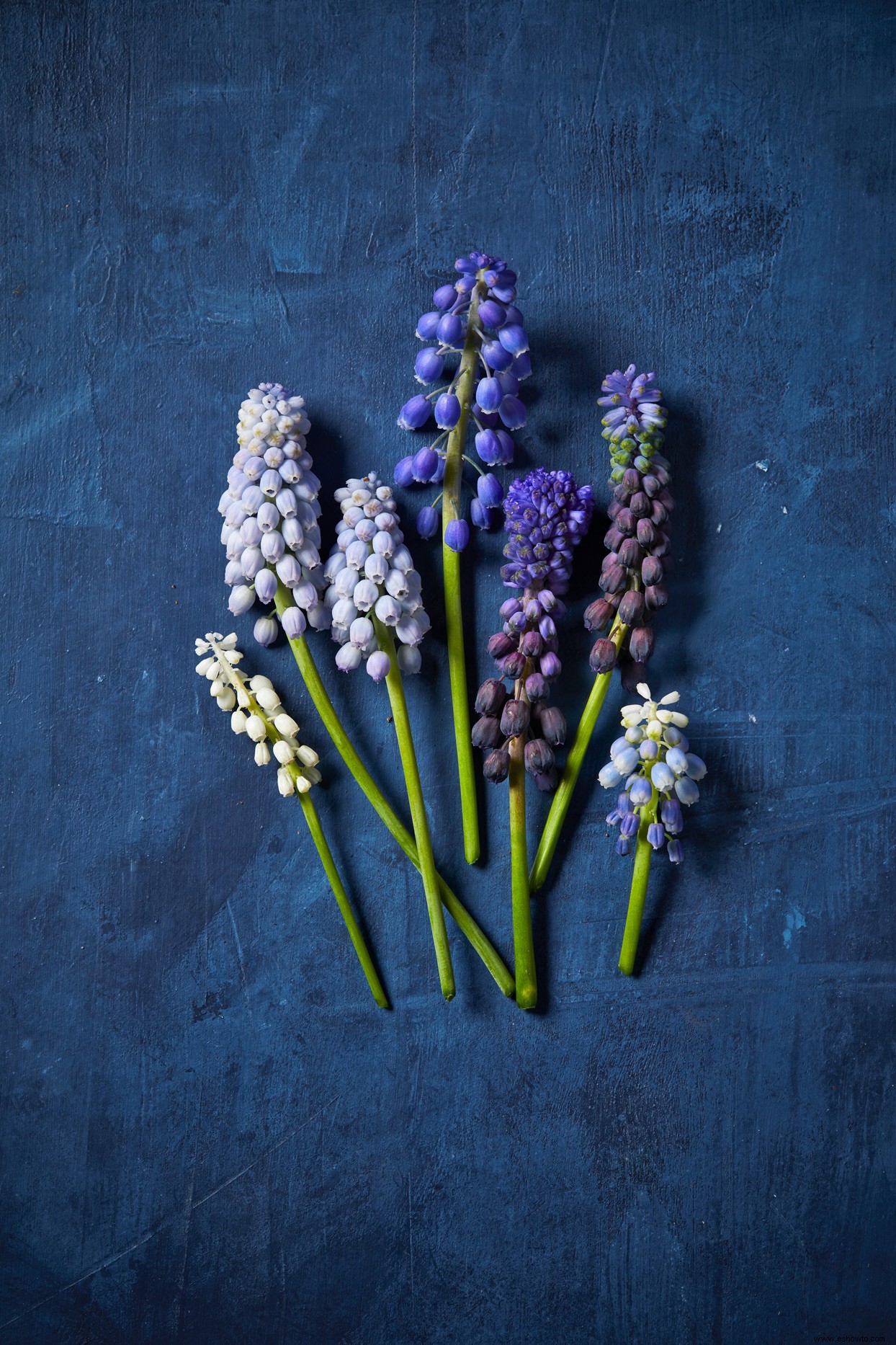 9 bulbos de flores en miniatura que agregan un toque de color de bienvenida a principios de la primavera 