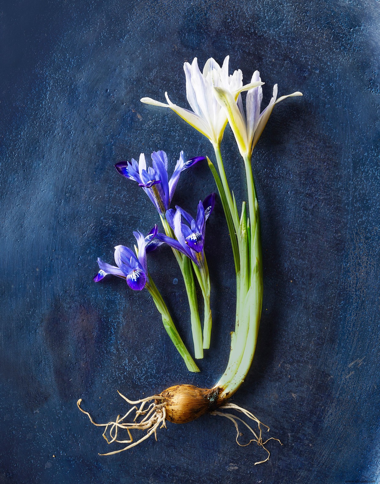 9 bulbos de flores en miniatura que agregan un toque de color de bienvenida a principios de la primavera 