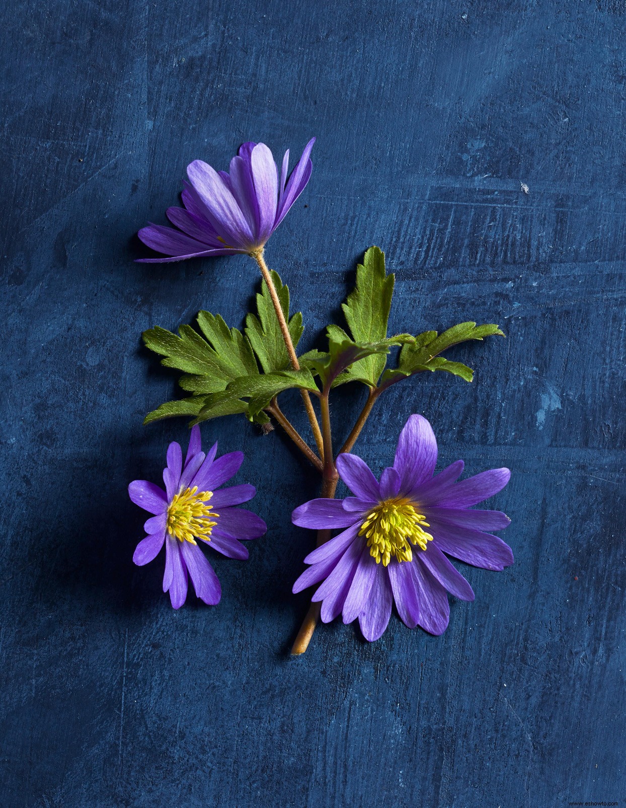 9 bulbos de flores en miniatura que agregan un toque de color de bienvenida a principios de la primavera 