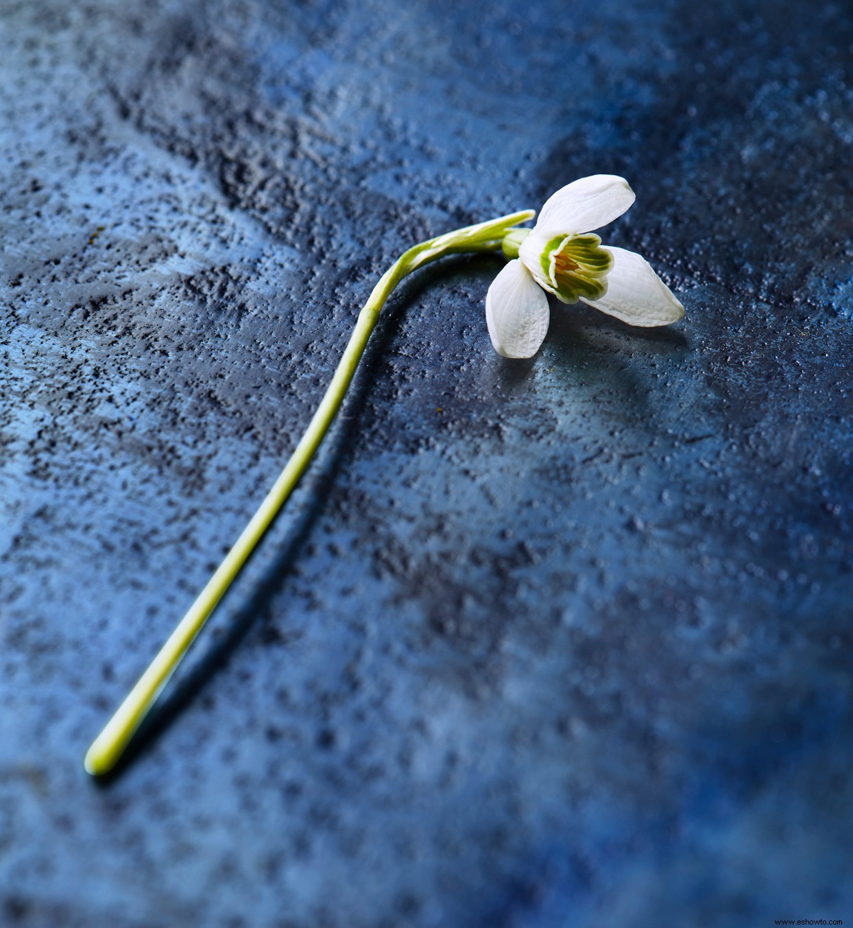 9 bulbos de flores en miniatura que agregan un toque de color de bienvenida a principios de la primavera 