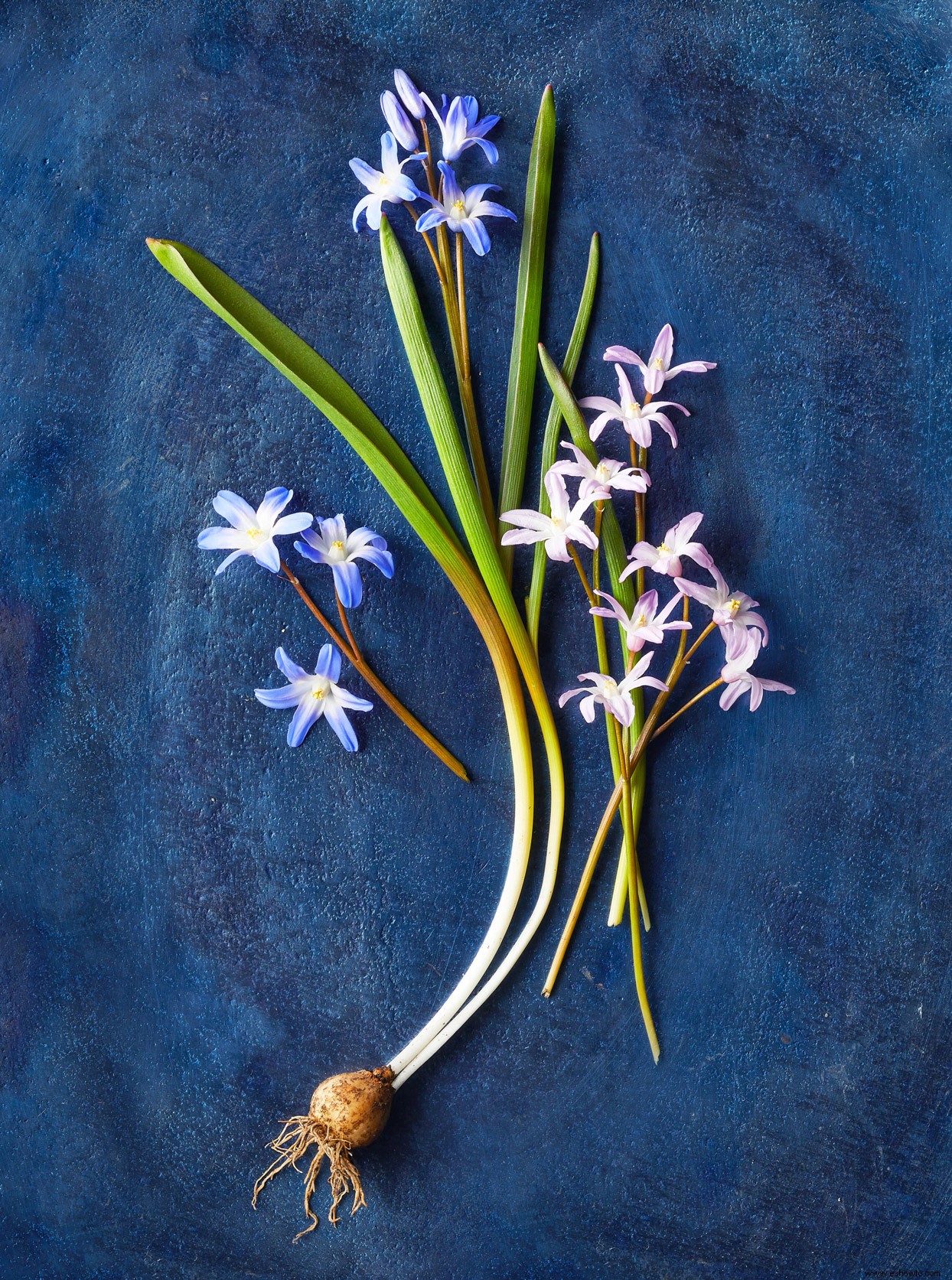 9 bulbos de flores en miniatura que agregan un toque de color de bienvenida a principios de la primavera 