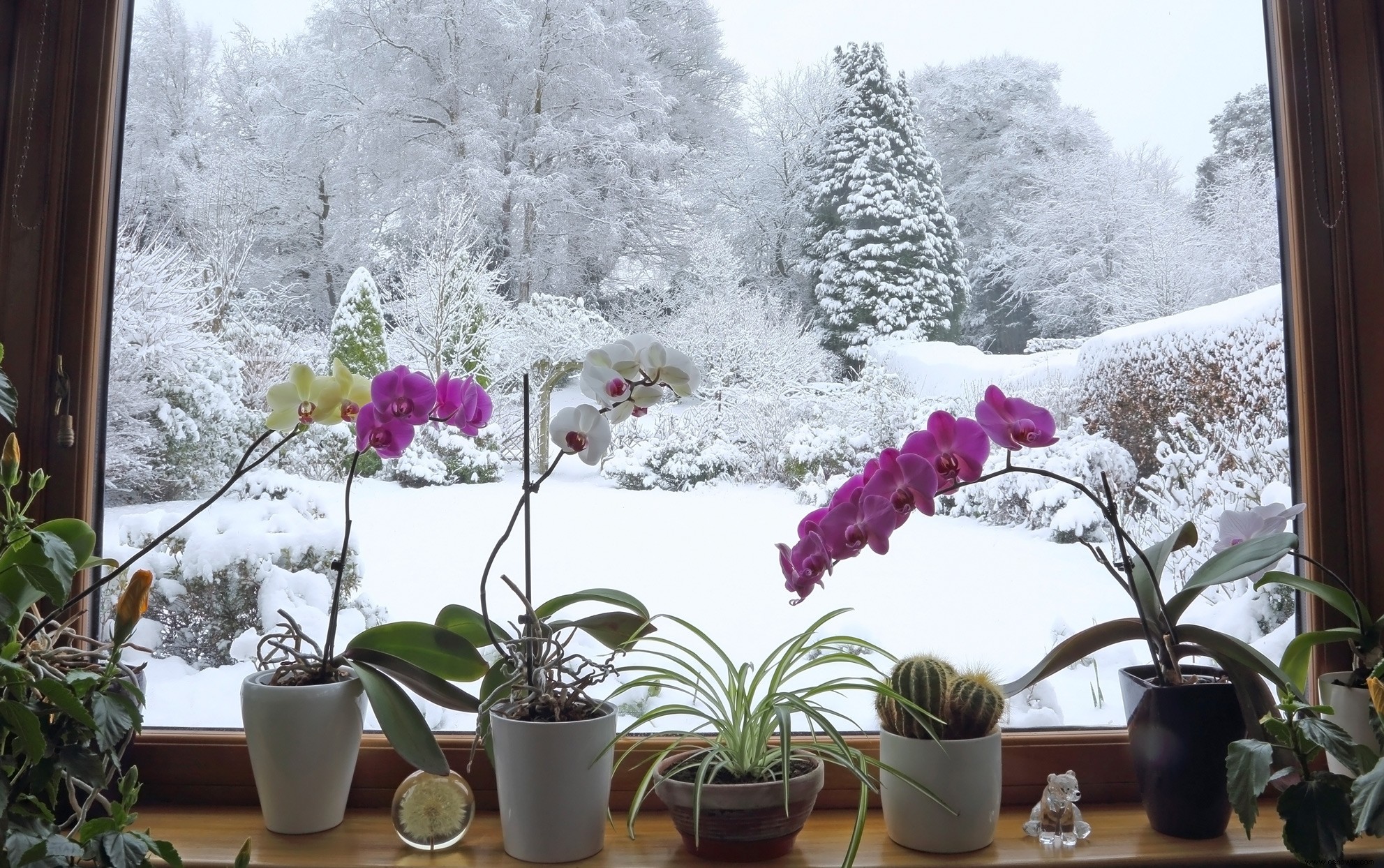 ¿Deberías usar nieve para regar tus plantas de interior? Esto es lo que dicen los expertos 