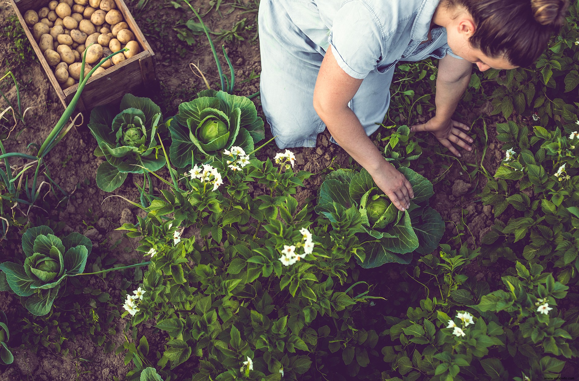 Por qué su jardín pandémico no era solo un pasatiempo de pánico 