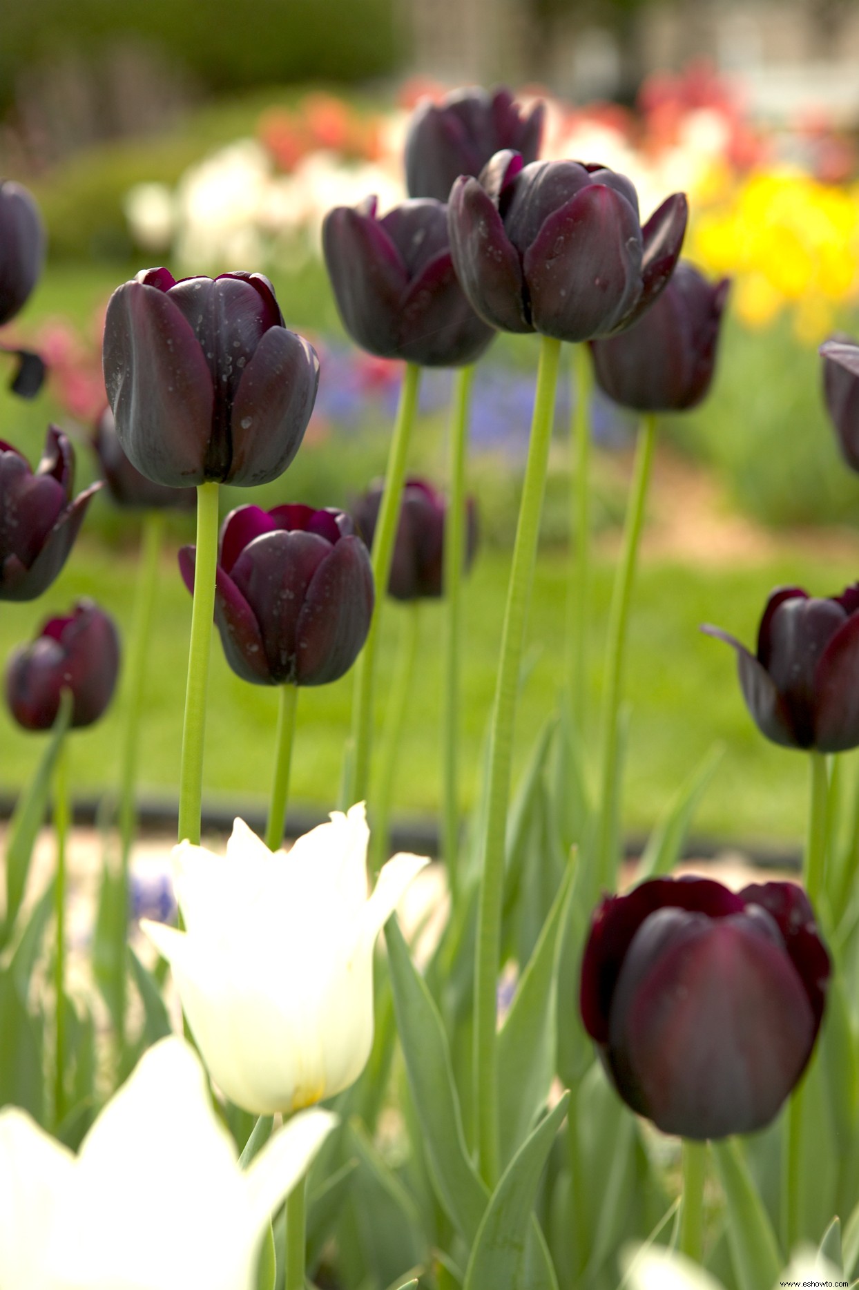 9 emocionantes flores negras que necesitas cultivar en tu jardín 