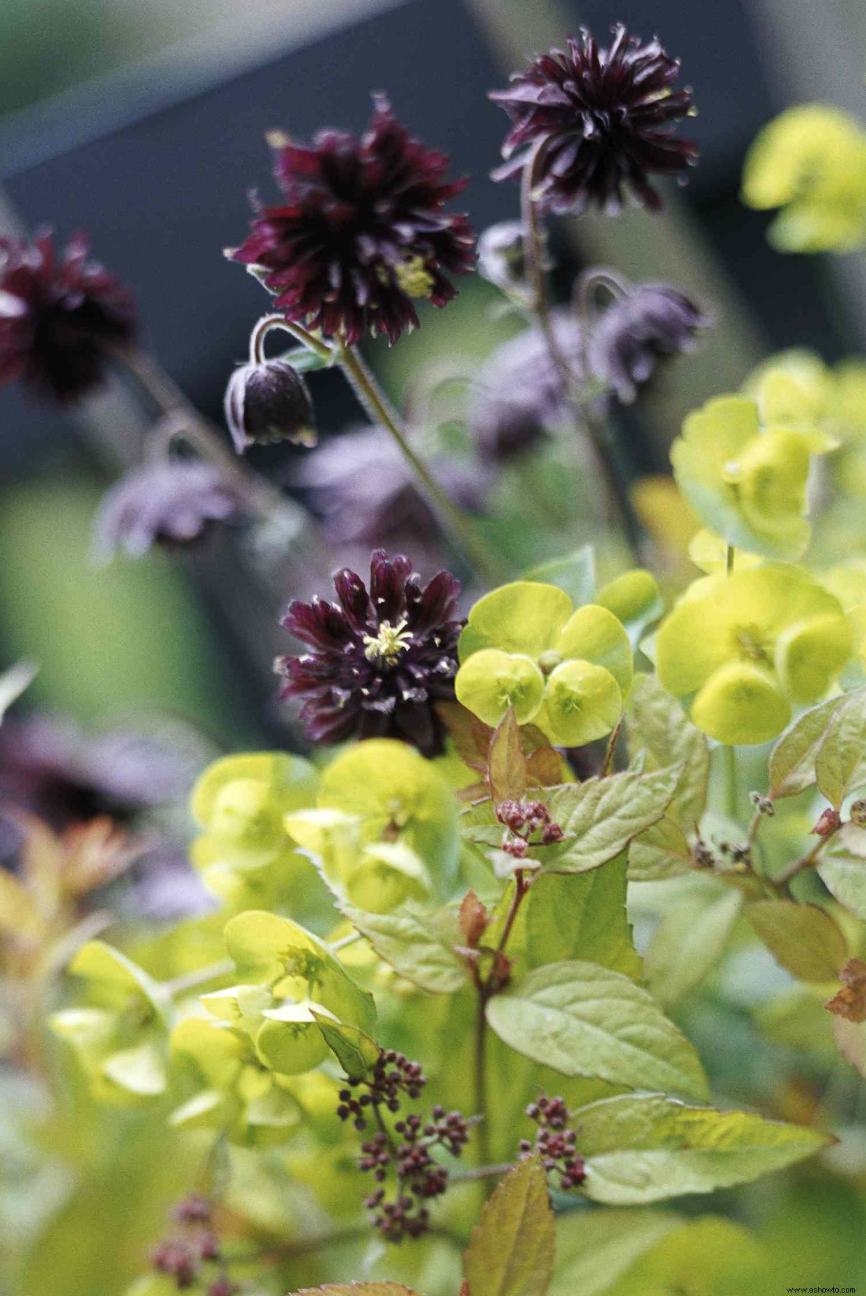 9 emocionantes flores negras que necesitas cultivar en tu jardín 