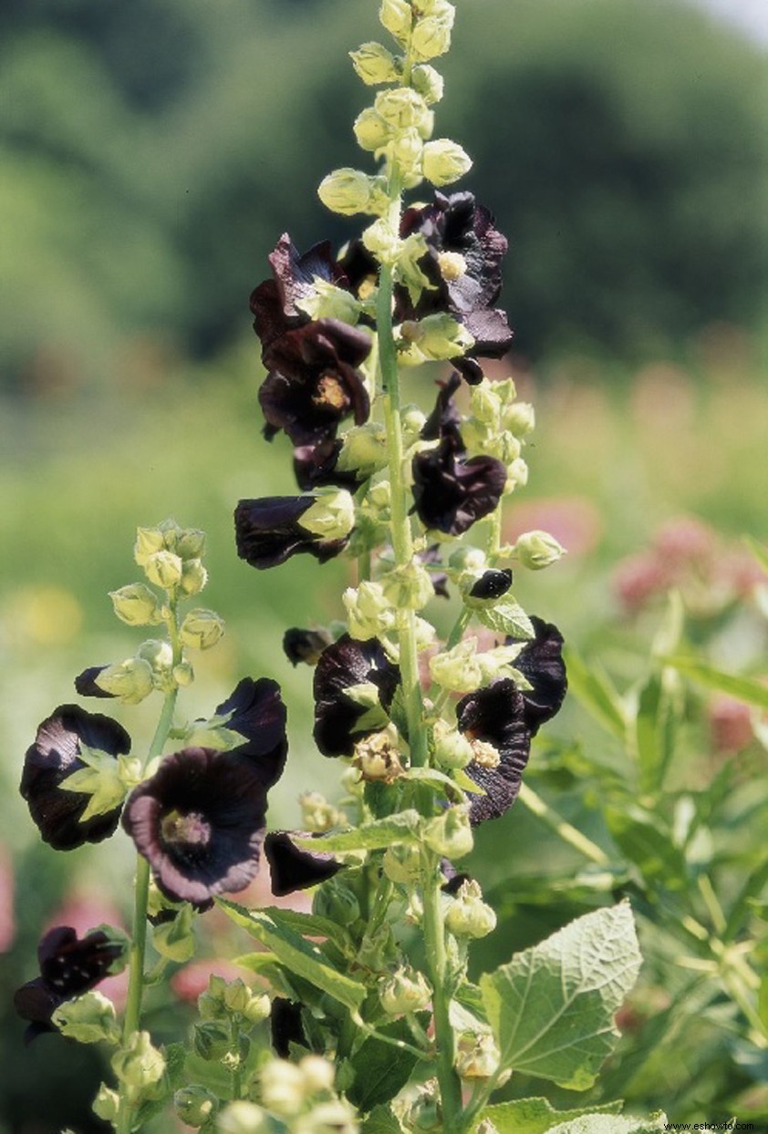 9 emocionantes flores negras que necesitas cultivar en tu jardín 