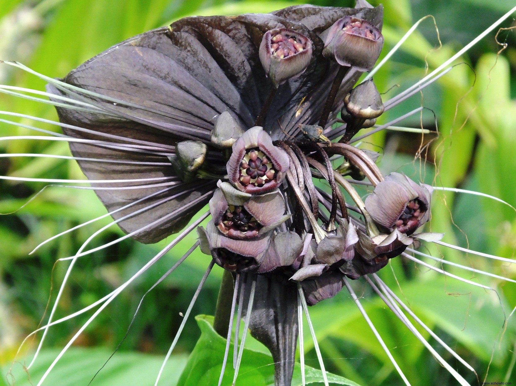 9 emocionantes flores negras que necesitas cultivar en tu jardín 