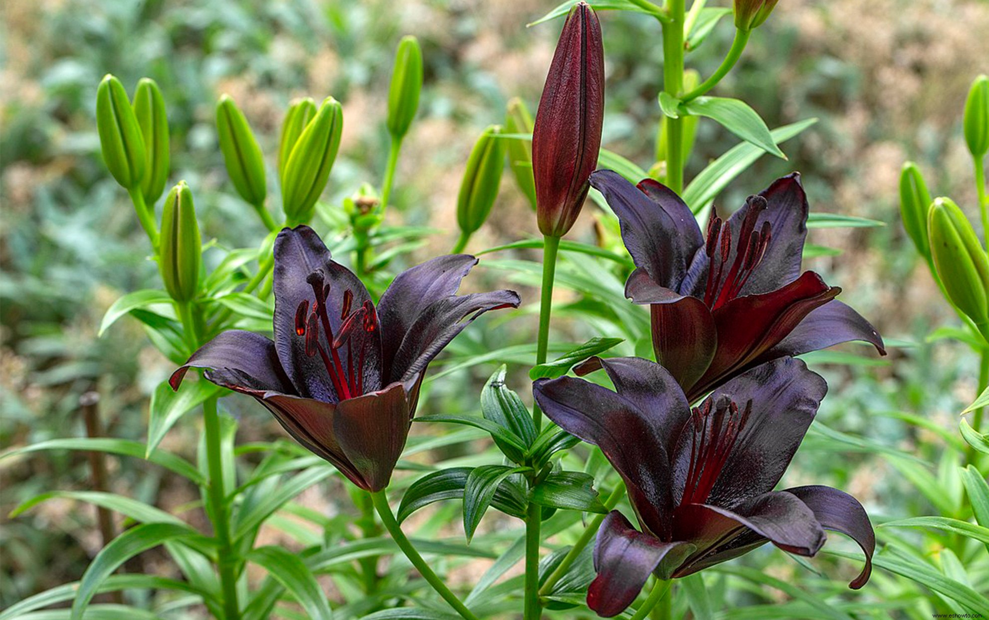 9 emocionantes flores negras que necesitas cultivar en tu jardín 