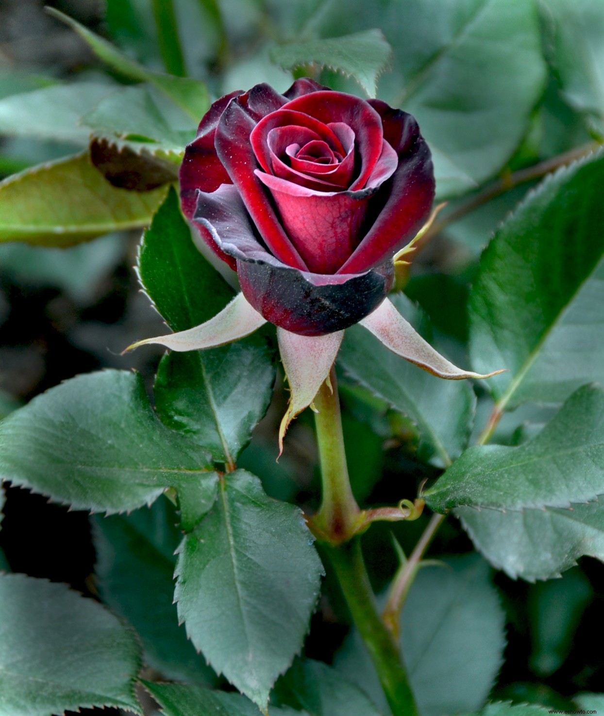 9 emocionantes flores negras que necesitas cultivar en tu jardín 