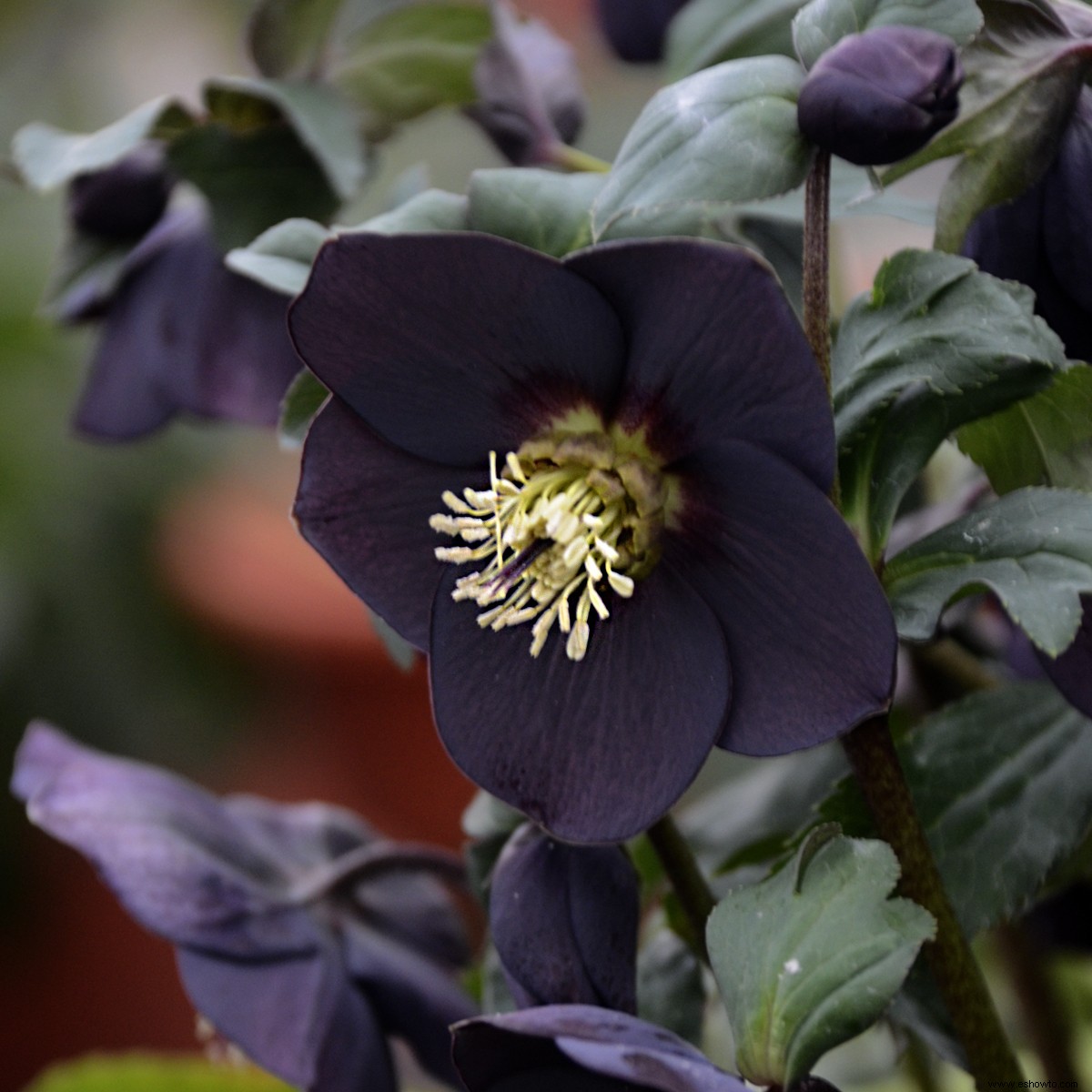 9 emocionantes flores negras que necesitas cultivar en tu jardín 