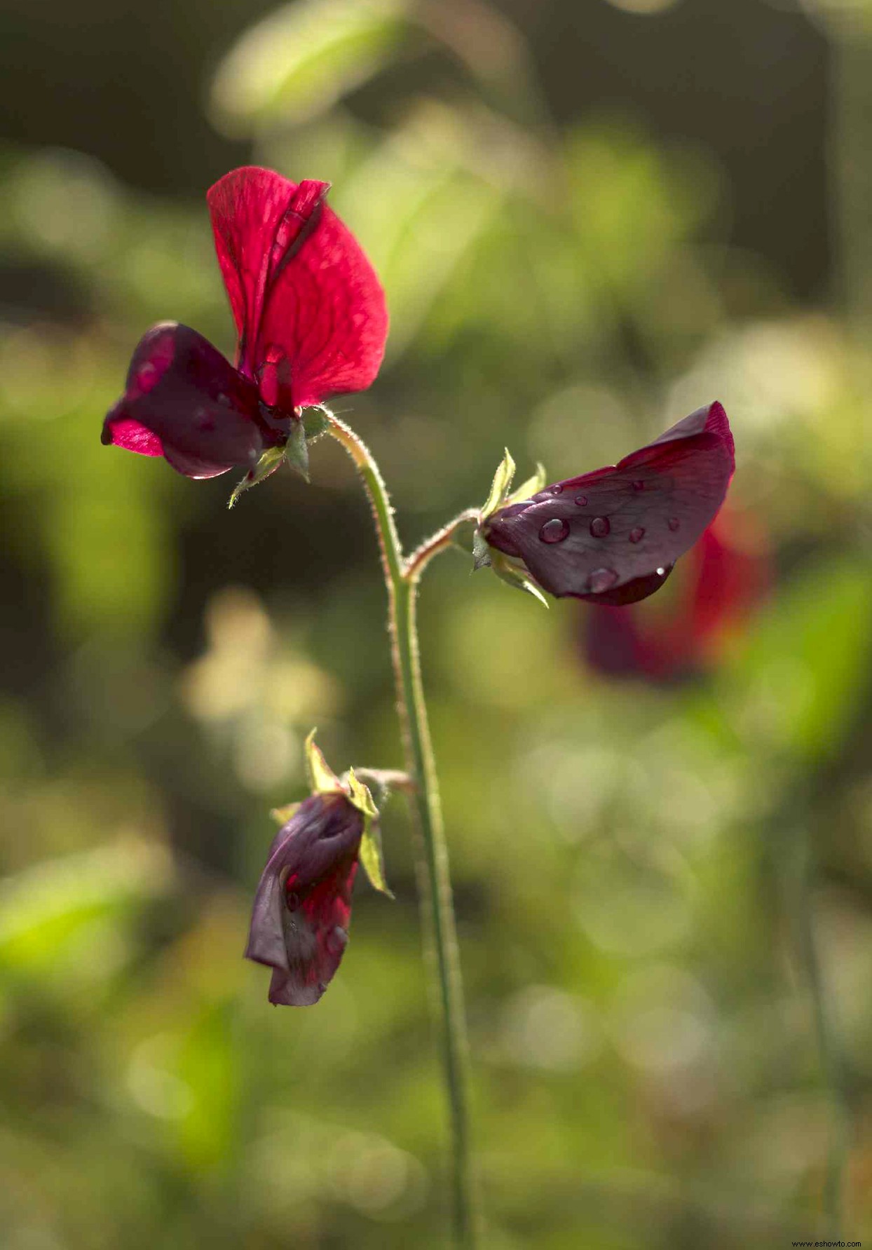 9 emocionantes flores negras que necesitas cultivar en tu jardín 