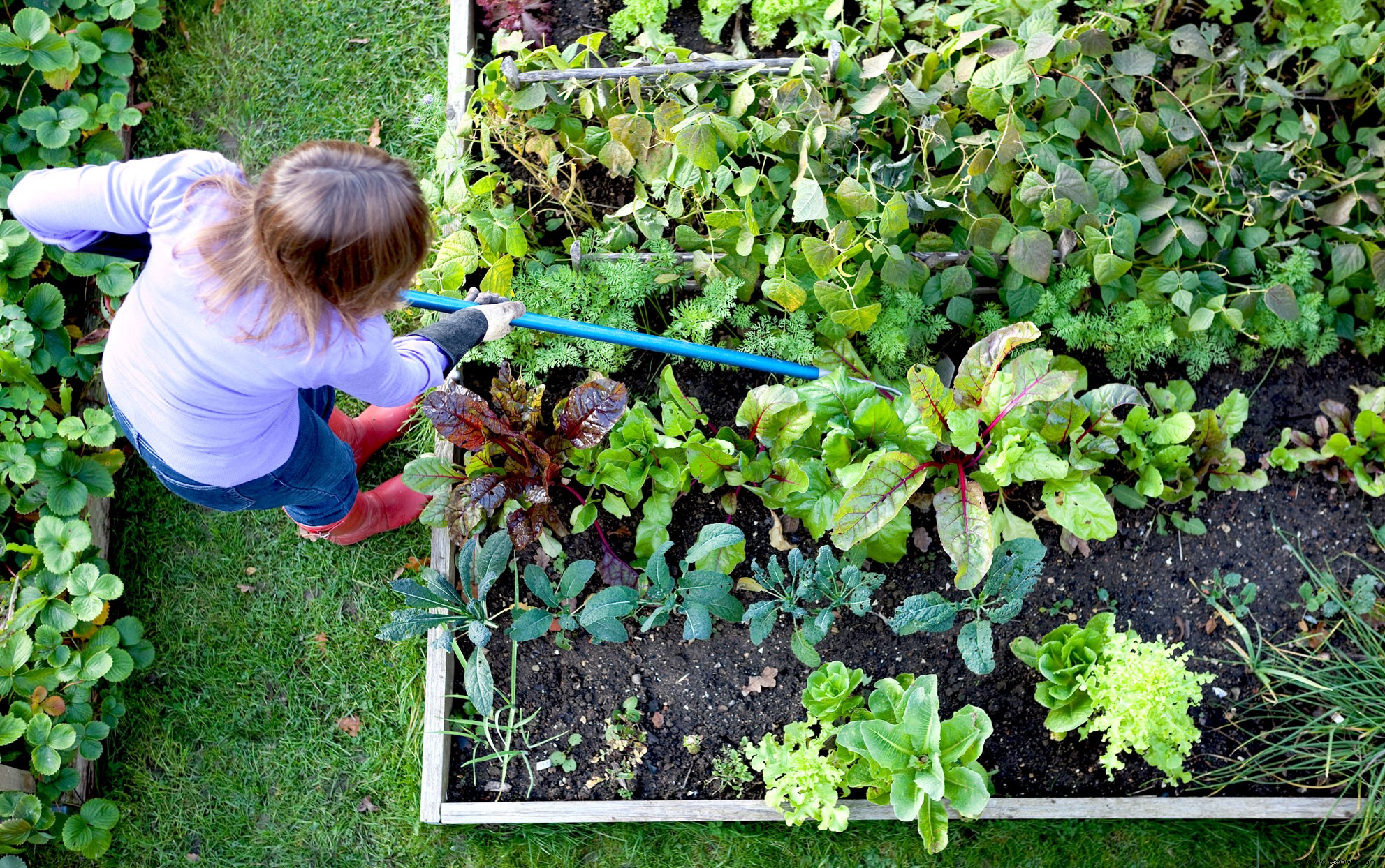 Pruebe la jardinería con lasaña para una manera deliciosamente simple de comenzar nuevas camas de plantación 