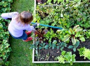 Pruebe la jardinería con lasaña para una manera deliciosamente simple de comenzar nuevas camas de plantación 