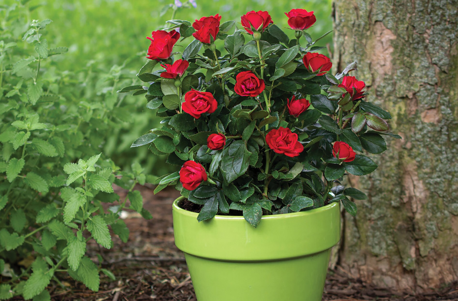 La nueva rosa pequeña Knock Out produce flores rojas sin parar en plantas compactas y fáciles de cuidar 