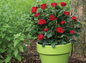Rosa Petite Knock Out: Flores Rojas Vibrantes sin Interrupción en Plantas Compactas y Fáciles de Cuidar