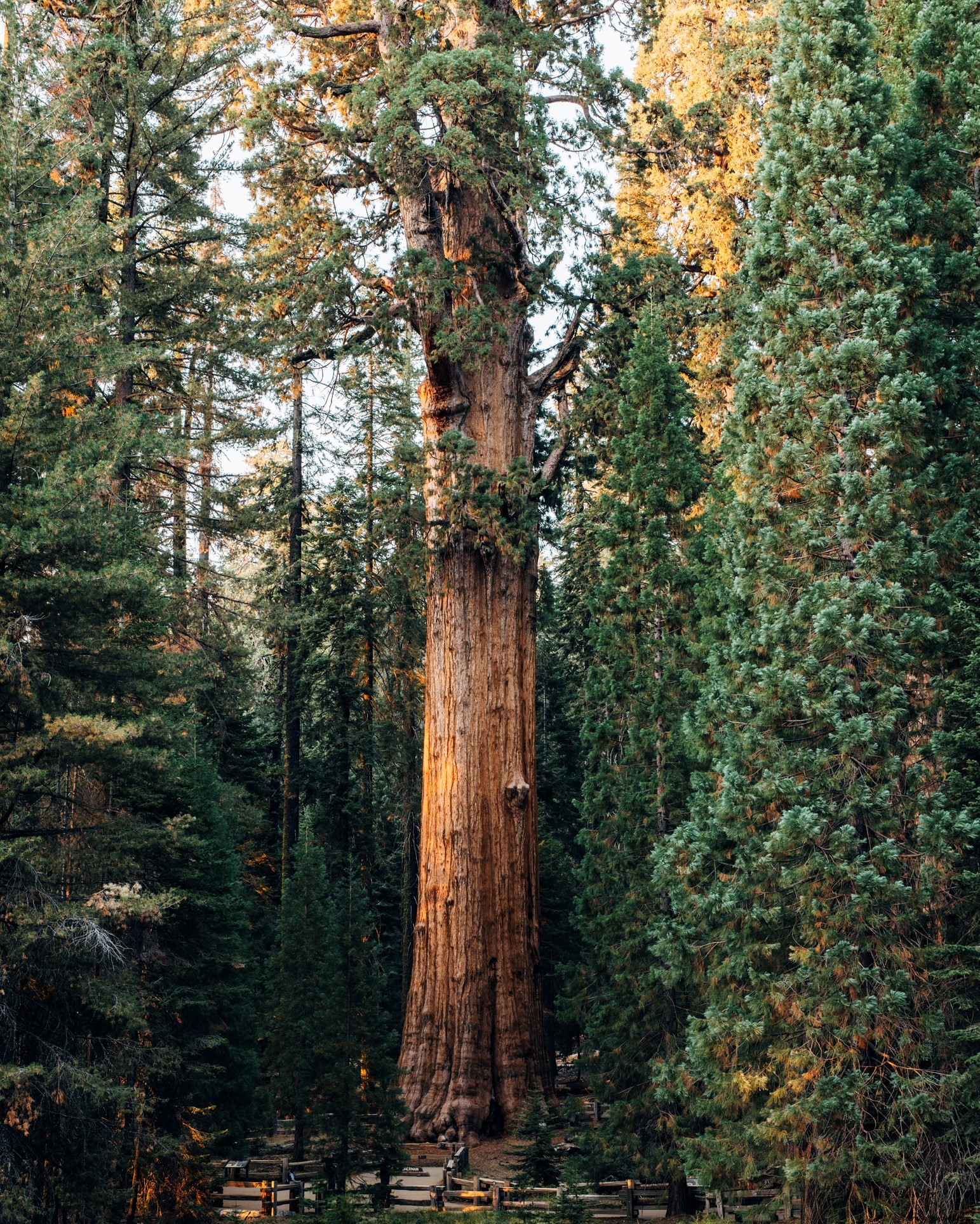Conozca los árboles más grandes de América y prepárese para sentirse asombrado por estos increíbles gigantes 