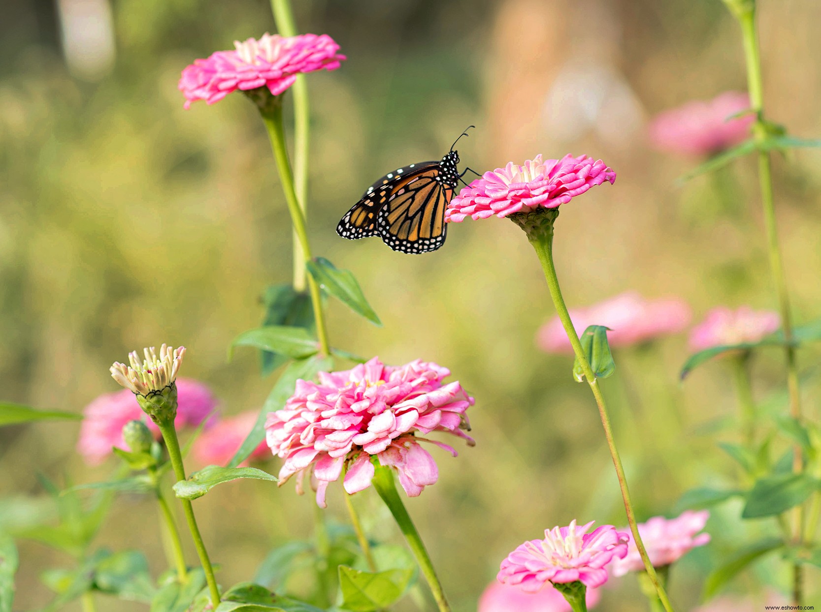 9 de las zinnias más hermosas que absolutamente deberías cultivar este verano 