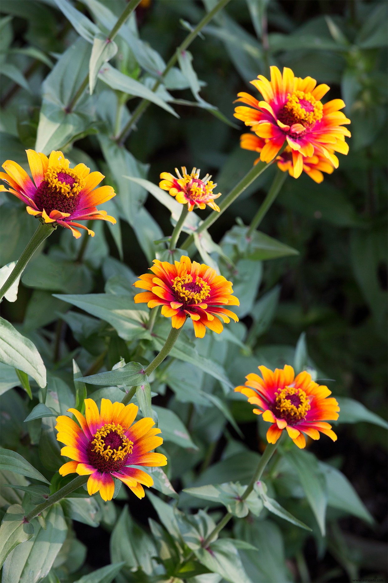 9 de las zinnias más hermosas que absolutamente deberías cultivar este verano 