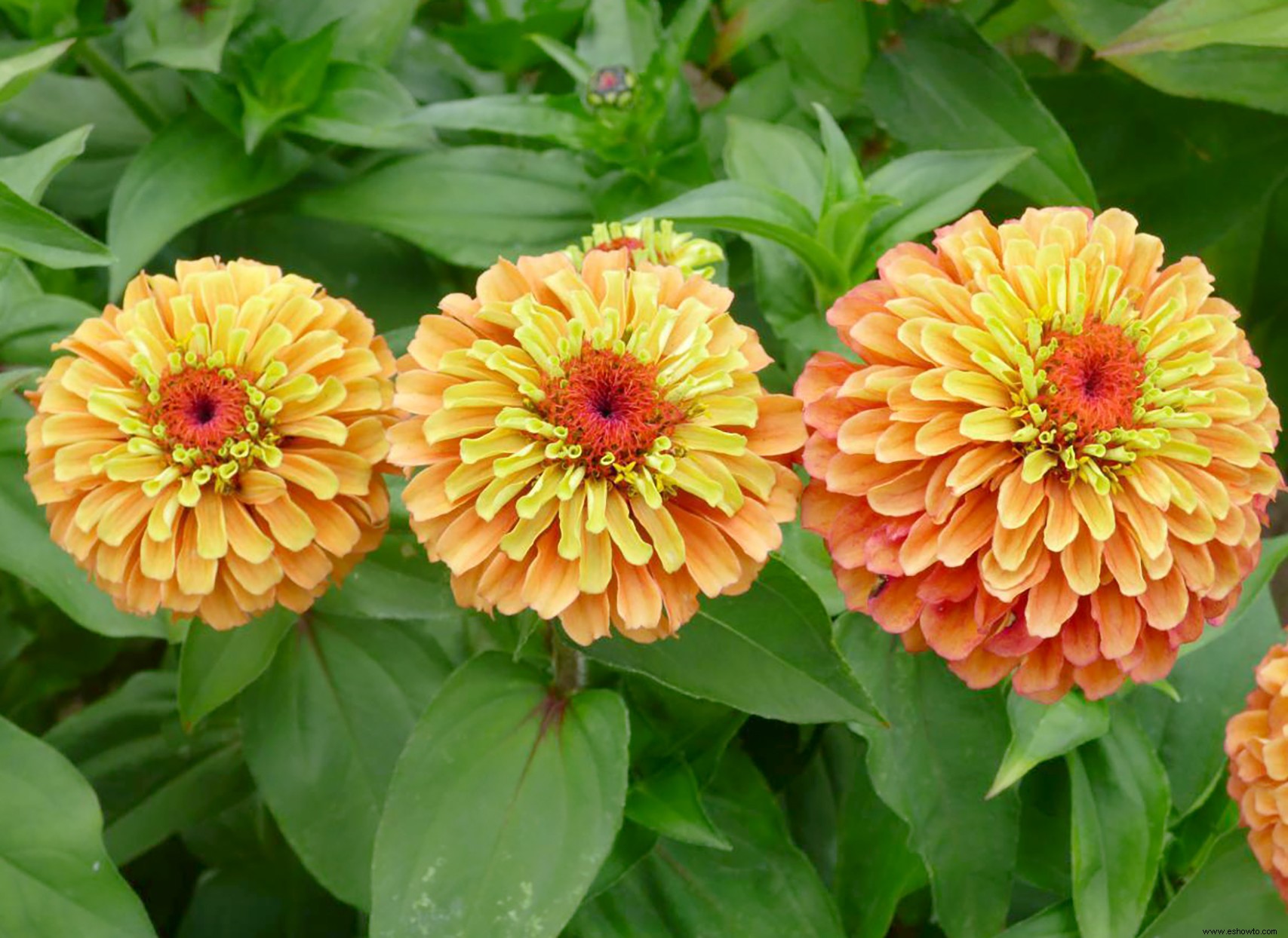 9 de las zinnias más hermosas que absolutamente deberías cultivar este verano 