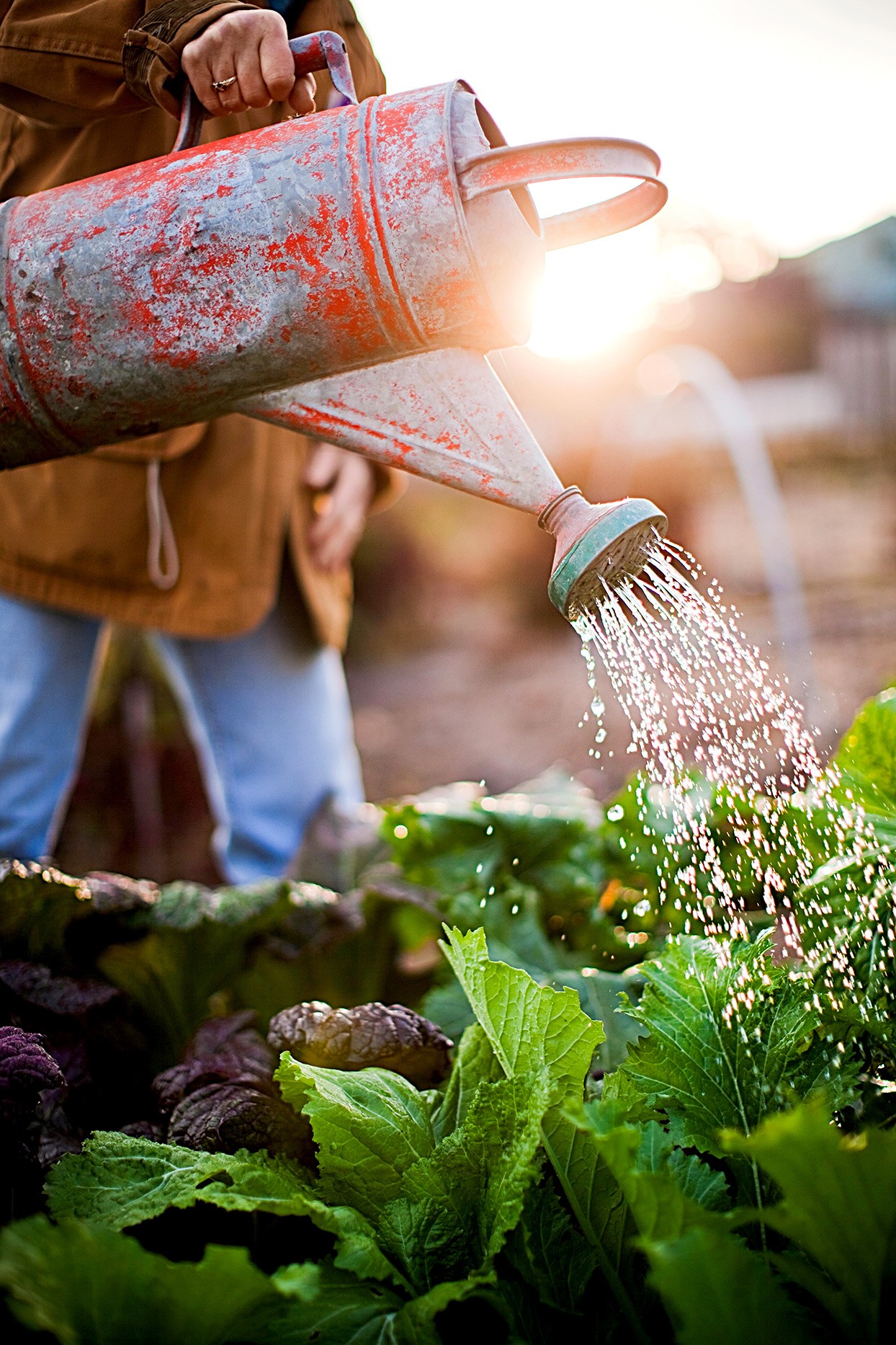 5 formas rápidas de proteger sus plantas de las heladas 