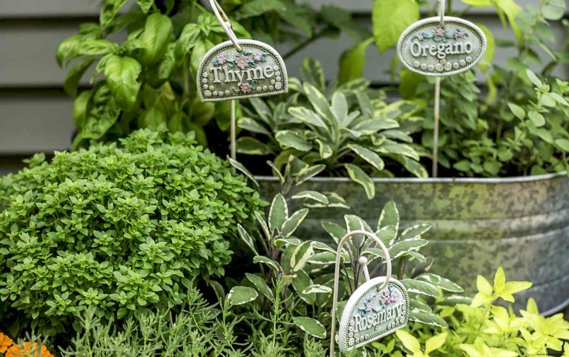 Cómo la jardinería de hierbas puede ahorrar a los cocineros caseros una tonelada de dinero 