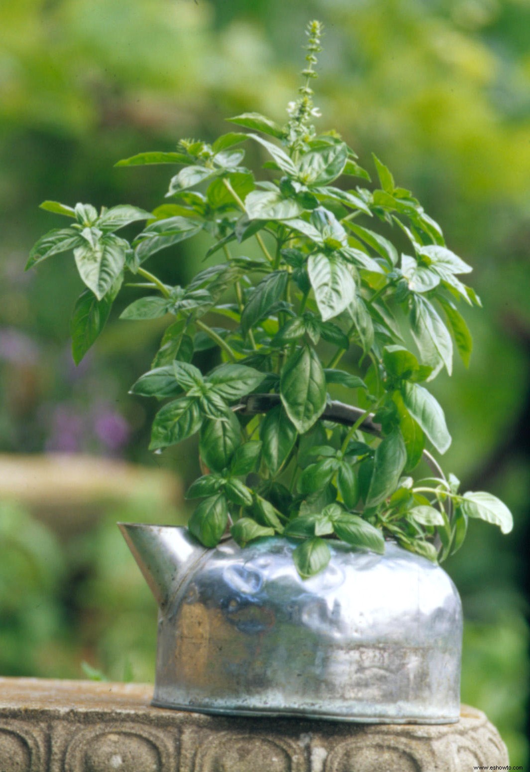 Cómo la jardinería de hierbas puede ahorrar a los cocineros caseros una tonelada de dinero 