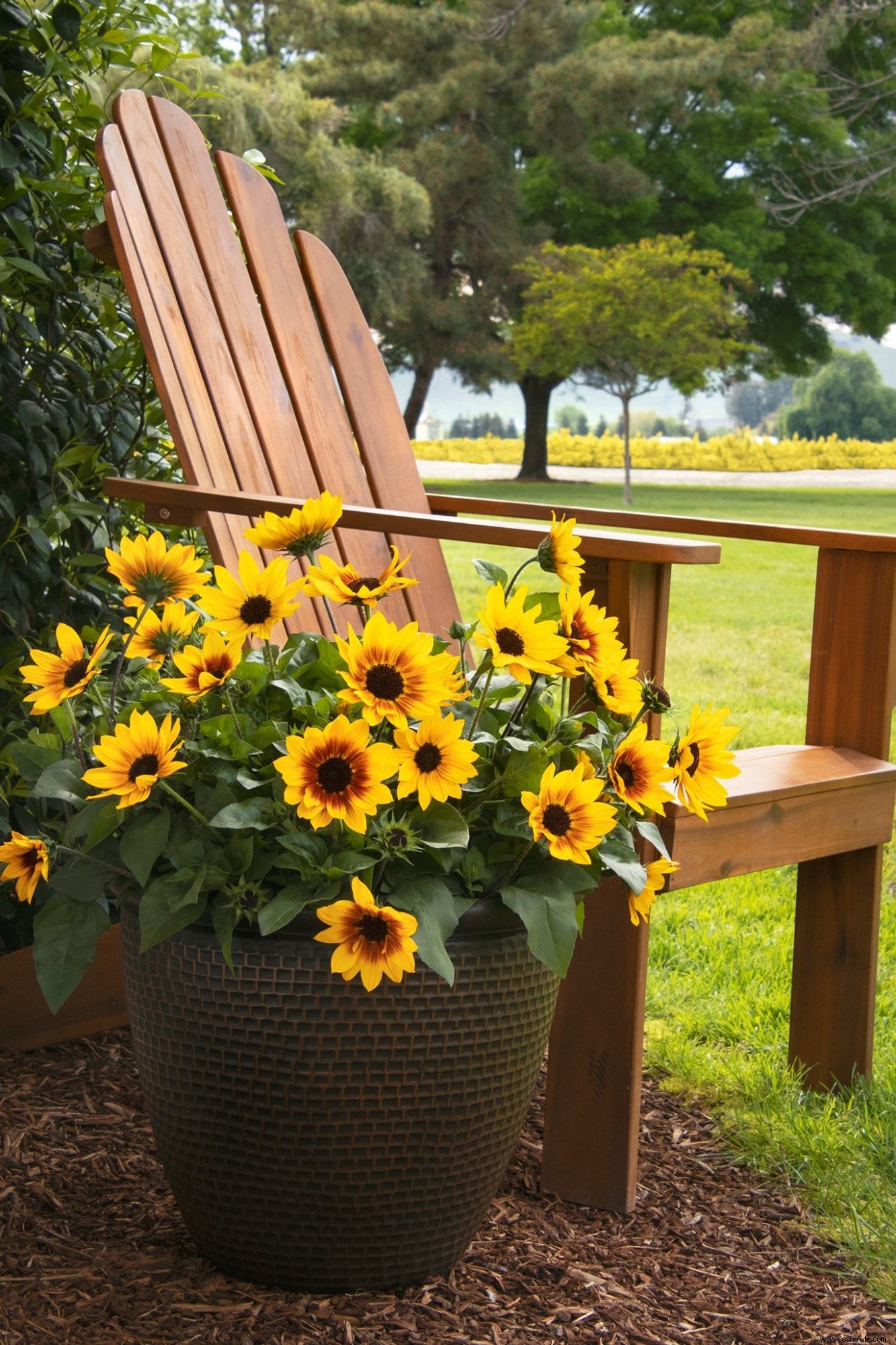 Sunbelievable Sunflower produce un espectáculo continuo de alegres flores durante toda la temporada 