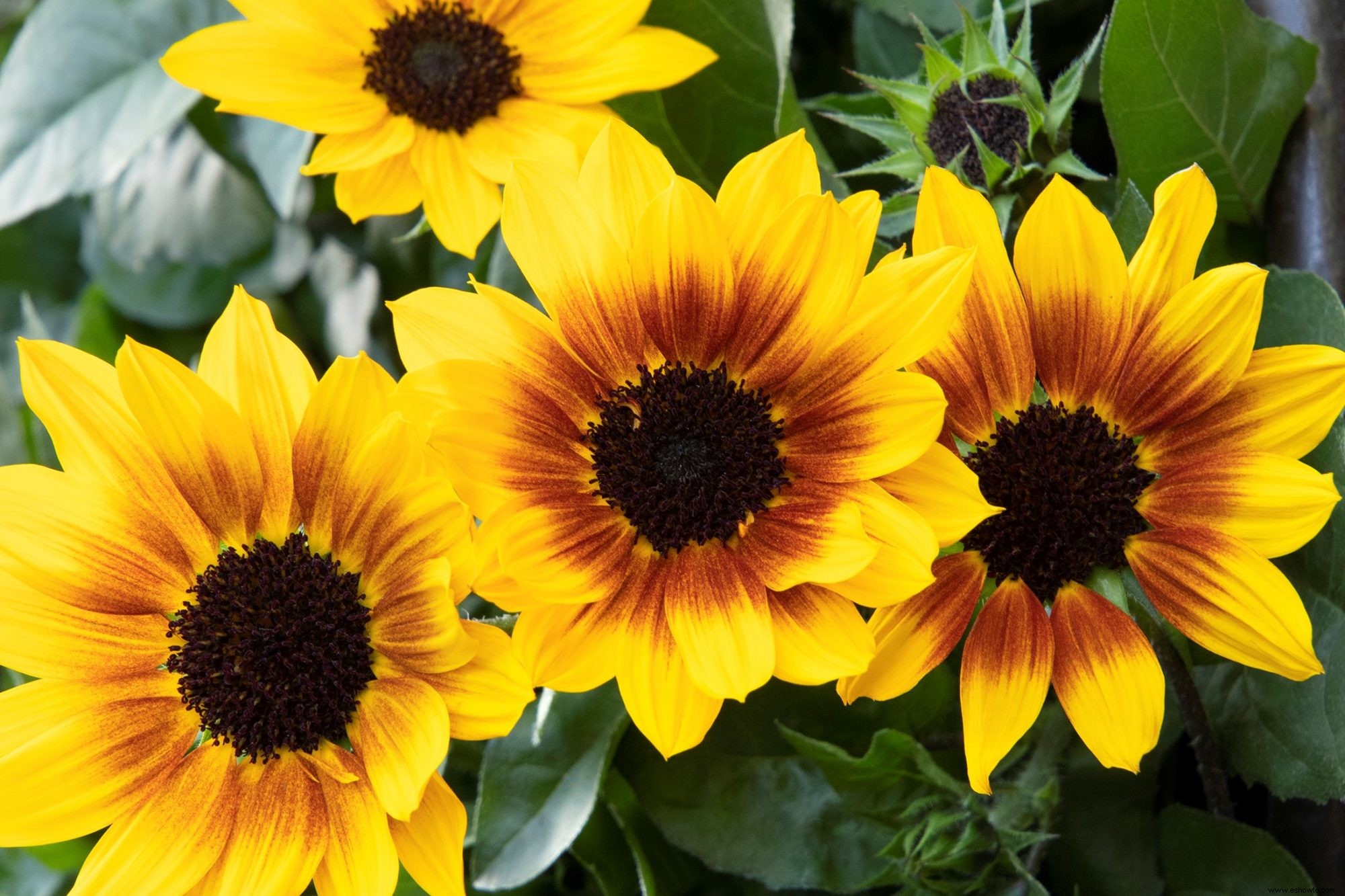 Sunbelievable Sunflower produce un espectáculo continuo de alegres flores durante toda la temporada 