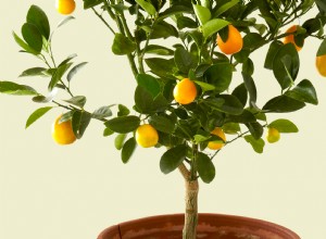 Guía experta para cultivar cítricos en interiores con éxito